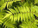 False Spirea