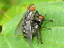 More Flesh Flies