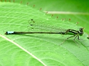 Eastern Forktail male