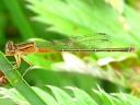 Eastern Forktail immature female