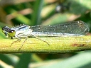 Eastern Forktail mature female