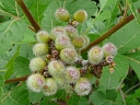 Fragrant Sumac
