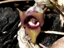 More Wild Ginger