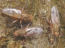 More Golden Dung Flies