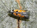 Linden Bark Borer