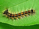 Gypsy larva