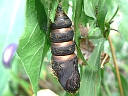 Gypsy pupa