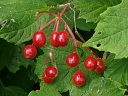 Highbush Cranberry