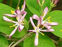 Tartarian Honeysuckle