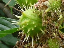 Horse-chestnut
