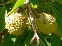 Horse-chestnut