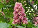 Horse-chestnut