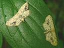 More Single-dotted Wave Moths