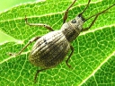 Imported Long-horned Weevil