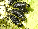 Imported Willow larva