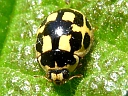14-spotted