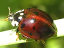 15-spotted
