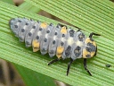 7-spotted larva