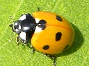7-spotted