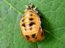 Asian pupa