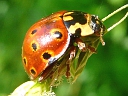 Eye-spotted