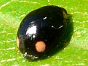 Double Twin-spotted