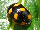 Orange-spotted