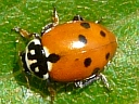 Variegated