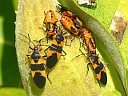 More Large Milkweed Bugs