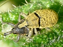 Canada Thistle Bud Weevil