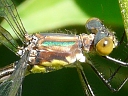 Lestes species