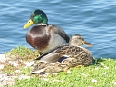 More Mallard Ducks
