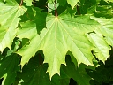 Norway Maple
