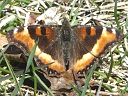 Milbert's Tortoiseshell