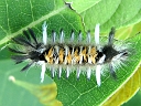 Milkweed Tussock larva