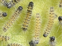 Milkweed Tussock larva