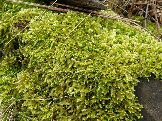 Toronto Wildlife - More Cypress-leaved Plait Moss
