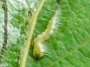 Aspen Leaf-miner larva