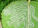 Aspen Leaf-miner larva