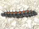 Mourning Cloak larva