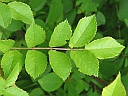 Multiflora Rose