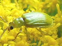 Northern Corn Rootworm
