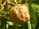 Ohio Buckeye