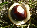 Ohio Buckeye