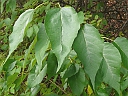 Osage Orange