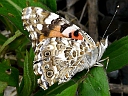 More Painted Lady Butterflies