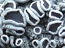 Lichen - Physcia species