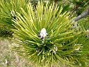 Austrian Pine