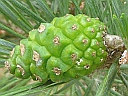 Scots Pine