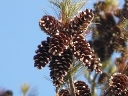Eastern White Pine